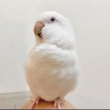 ❤️❤️⭐️ Cute Baby Quaker ⭐️ with Cage&Food❤️ - Photo 7