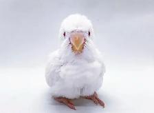 ❤️❤️⭐️ Cute Baby Quaker ⭐️ with Cage&Food❤️ - Photo 8