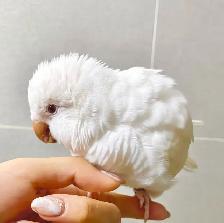 ❤️❤️⭐️ Cute Baby Quaker ⭐️ with Cage&Food❤️ - Photo 10