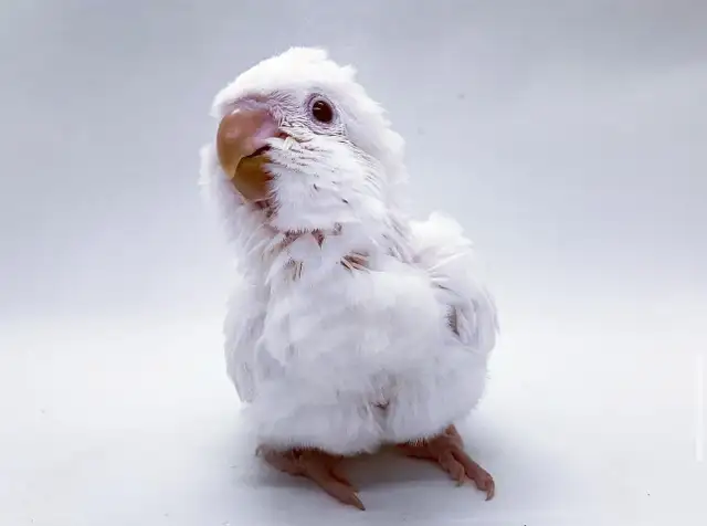 ❤️⭐️❤️ Cute Baby Quaker ⭐️ with Cage&Food❤️