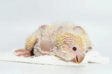 ❤️⭐️❤️ Cute Baby Quaker ⭐️ with Cage&Food❤️ - Photo 4