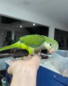 ❤️⭐️❤️ Cute Baby Quaker ⭐️ with Cage&Food❤️ - Photo 7