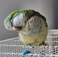 ❤️⭐️❤️ Cute Baby Quaker ⭐️ with Cage&Food❤️ - Photo 9