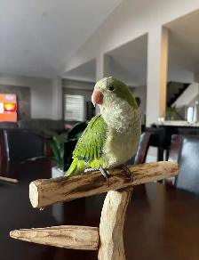 ❤️⭐️❤️ Cute Baby Quaker ⭐️ with Cage&Food❤️ - Photo 10