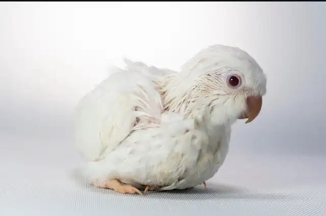 ❤️Beautiful Quaker Babies ⭐️ Cage and Food❤️