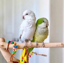 ❤️Beautiful Quaker Babies ⭐️ Cage and Food❤️ - Photo 5