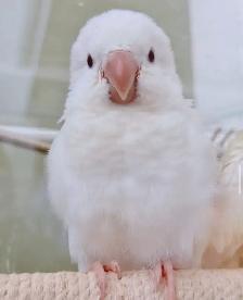 ❤️Beautoful Quaker Babies ⭐️ Cage and Food⭐️ - Photo 10