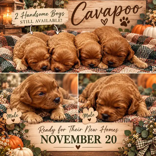 Beautiful Cavapoo’s! ♥️ 2 males left!