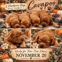 Beautiful Cavapoo’s! ♥️ 2 males left!