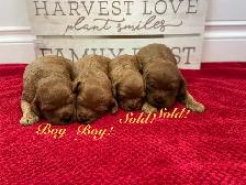 Beautiful Cavapoo’s! ♥️ 2 males left! - Photo 2