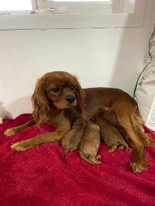 Beautiful Cavapoo’s! ♥️ 2 males left! - Photo 4