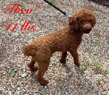 Beautiful Cavapoo’s! ♥️ 2 males left! - Photo 6