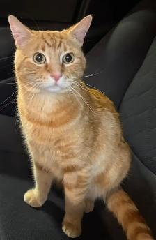 LOST CAT