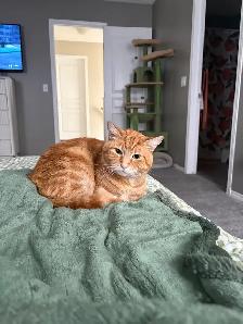 LOST CAT - Photo 2