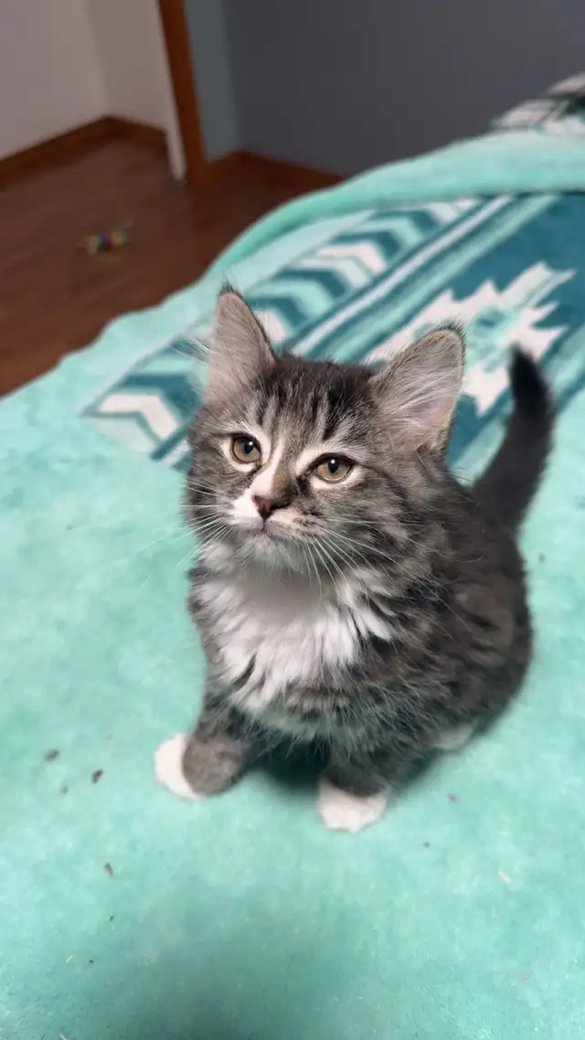 kitten for sale
