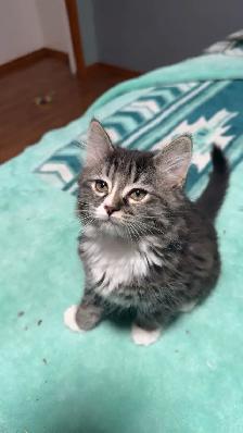 kitten for sale