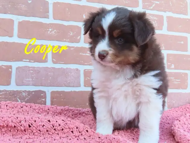 mini Aussie puppies
