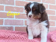 mini Aussie puppies