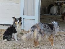 mini Aussie puppies - Photo 2