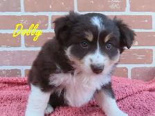 mini Aussie puppies - Photo 3