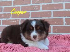 mini Aussie puppies - Photo 4