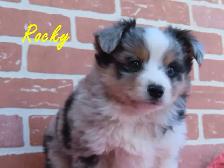 mini Aussie puppies - Photo 5