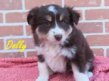 mini Aussie puppies - Photo 6