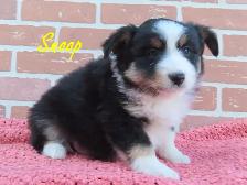 mini Aussie puppies - Photo 7