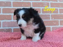mini Aussie puppies - Photo 8