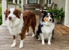mini Aussie puppies - Photo 9