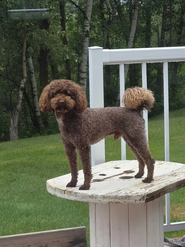 Miniature Poodle