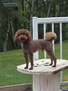 Miniature Poodle