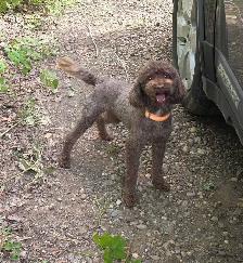 Miniature Poodle - Photo 2