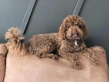 Miniature Poodle - Photo 3