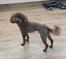 Miniature Poodle - Photo 4