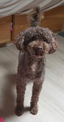 Miniature Poodle - Photo 5