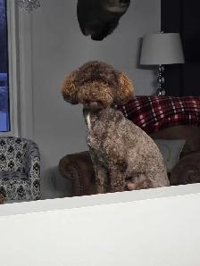 Miniature Poodle - Photo 6