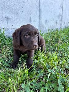 chocolate lab puppies