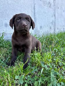 chocolate lab puppies - Photo 2