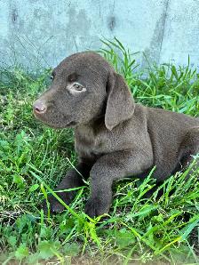 chocolate lab puppies - Photo 3