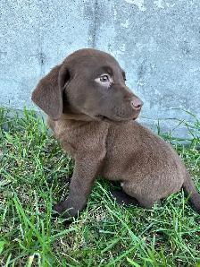 chocolate lab puppies - Photo 4