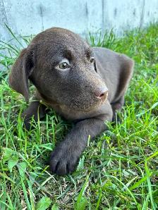 chocolate lab puppies - Photo 5