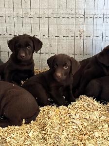 chocolate lab puppies - Photo 6