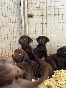 chocolate lab puppies - Photo 7