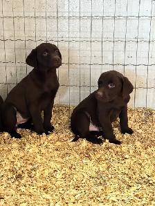 chocolate lab puppies - Photo 8