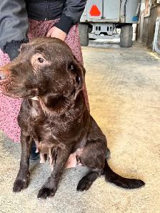 chocolate lab puppies - Photo 9