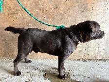 chocolate lab puppies - Photo 10