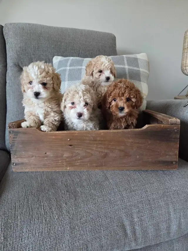 Adorable mini Cockapoo puppies