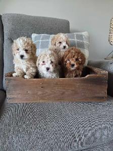 Adorable mini Cockapoo puppies