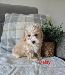 Adorable mini Cockapoo puppies - Photo 2